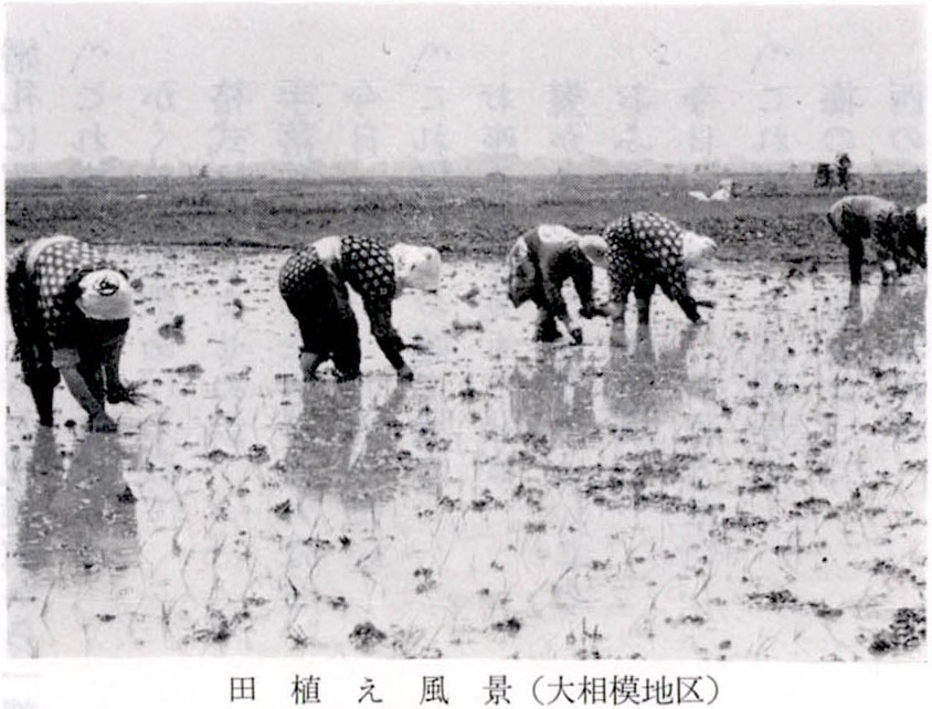 田植え風景(大相模地区)