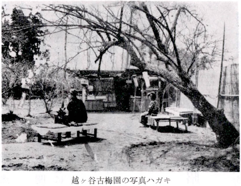 越ヶ谷古梅園の写真ハガキ