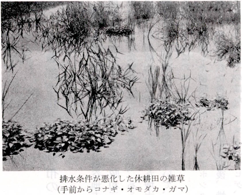 排水条件が悪化した休耕田の雑草(手前からコナギ・オモダカ・ガマ)