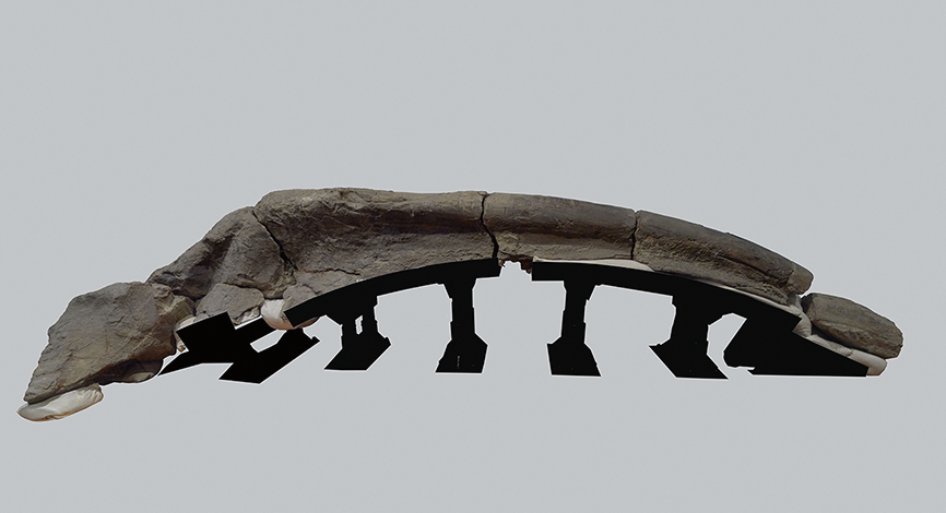 山穂刈のクジラ化石