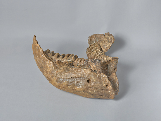 戸隠川下のシンシュウゾウ化石