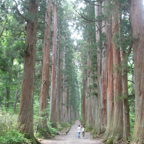 戸隠神社奥社社叢