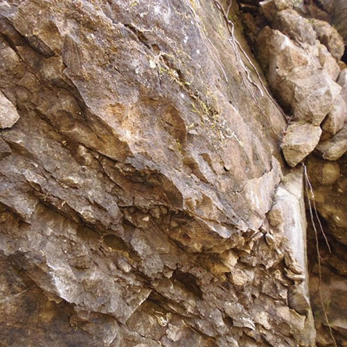 戸隠積沢の化石群