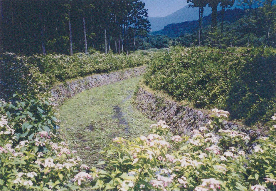 ※導水路沿いのアジサイ