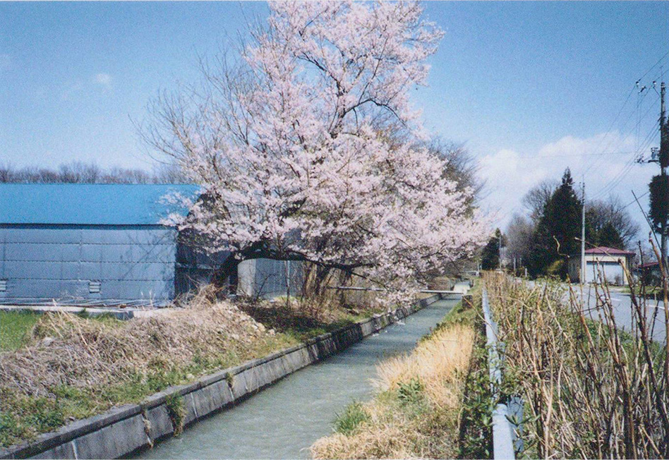 エドヒガン？が咲く本幹水路