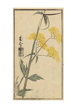 女郎花