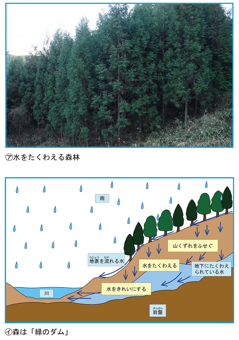 水をたくわえる森林・森は「緑のダム」