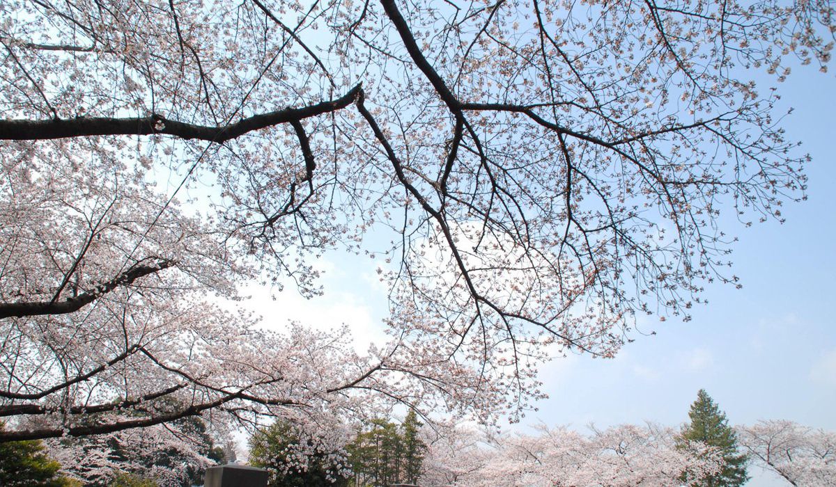 染井吉野発祥の地・駒込（染井霊園）