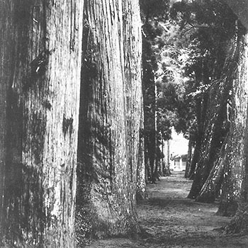 昔の日吉神社の杉並木