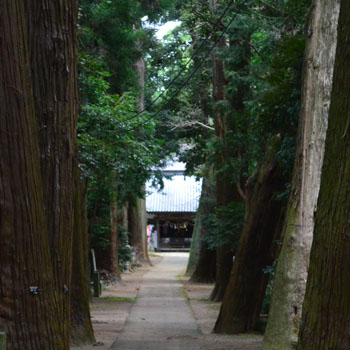 現在の日吉神社の杉並木