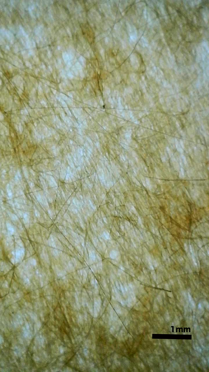 武田信玄安堵状